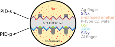 Bifacial PID of bifacial p-PERC solar cells in a glass/glass module configuration