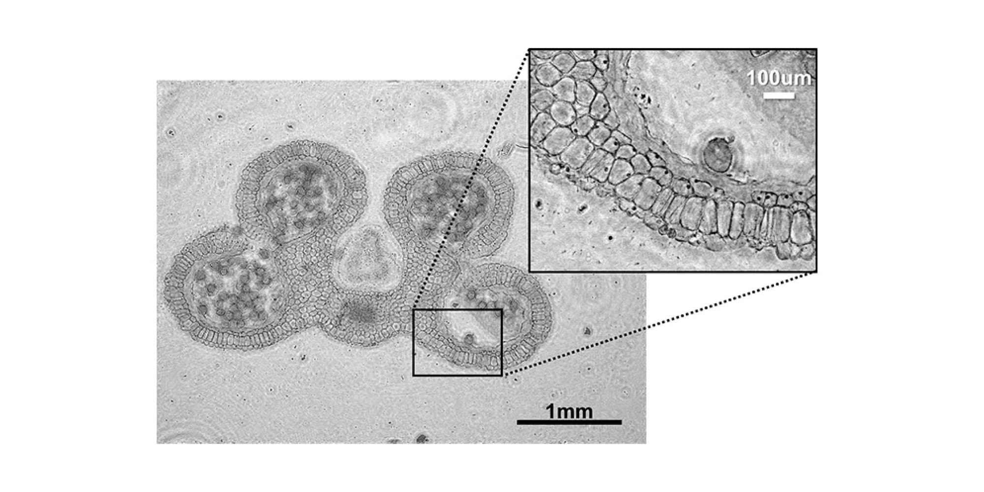 Lens-free or computational image