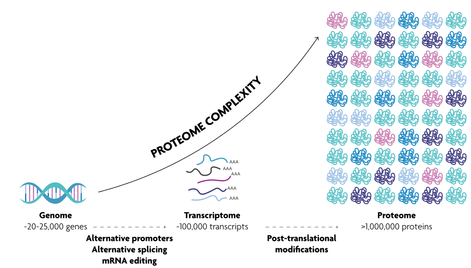 Proteome complexity