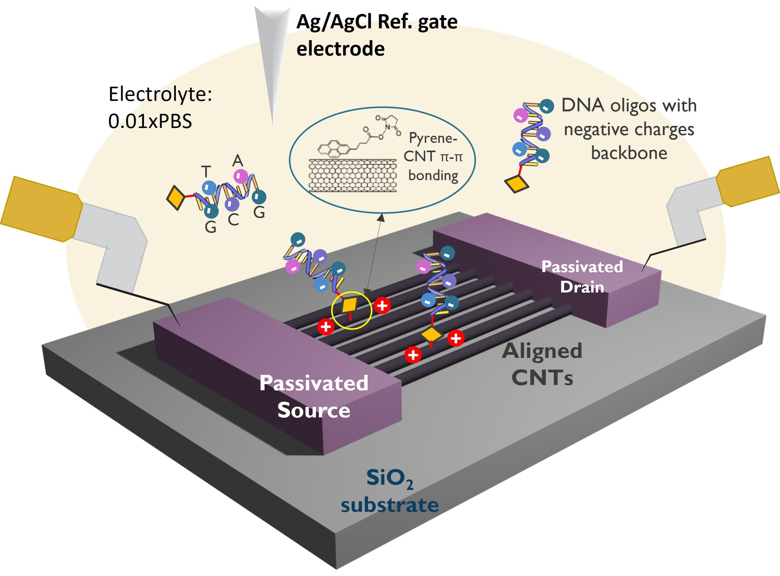 Figure 1. Schematic of Aligned CNT bioFET device, in PBS buffer, for electrical characterization and pyrene-DNA oligo molecules binding detection.